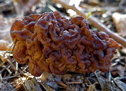 Gyromitra esculenta (26718904747).jpg