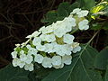 * Nomination: Beautiful, the flowers Hydrangea quercifolia.-- Famberhorst 15:45, 15 August 2013 (UTC) * * Review needed