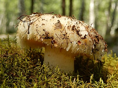 Lactarius resimus Груздь настоящий