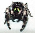 Phidippus workmani(?) facing the camera