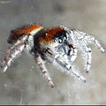 Phidippus whitmani(?) Calm but active, she seems not to fear the photographer.