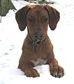 Rhodesian Ridgeback