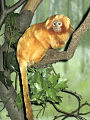 Leontopithecus rosalia