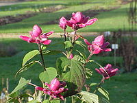 Salvia involucrata