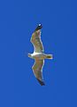 * Nomination Sea gull in flight -- Alvesgaspar 22:56, 12 August 2013 (UTC) * Promotion  Support Nice and QI for me--Lmbuga 01:01, 13 August 2013 (UTC)