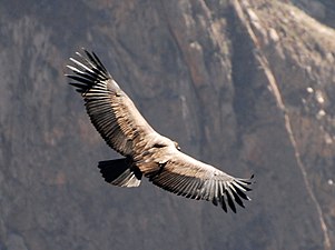 Hembra juvenil en vuelo, Perú.