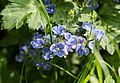 Gamander-Ehrenpreis im Wiesentälchen von Beedenkirchen