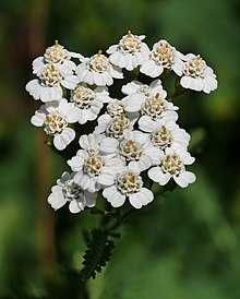 white flowers