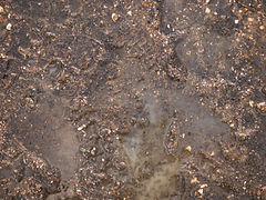 A mud texture