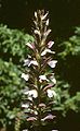 Acanthus mollis