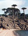 Araucaria araucana (en Provincia del Neuquén).