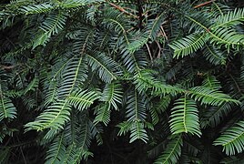 Cephalotaxus harringtonia cultivated Parque Villarino Argentina.jpg