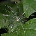 Pappus