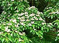 twig, flowers