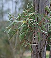 Eucalyptus gregsoniana leaves