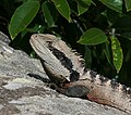 Australische Wasseragame