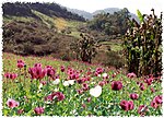 Slaapbollen in myanmar (Papaver somniferum)