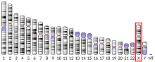 Ideogram human chromosome X.svg