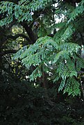 Jacaranda micrantha.jpg