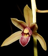 Cymbidium bicolor