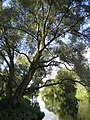 White Willow mature tree