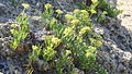 Salicornia europaea growing wild in Kefalonia, Greece