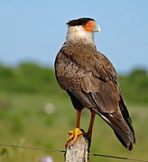 Caracara plancus (Mato Grosso, Brésil)