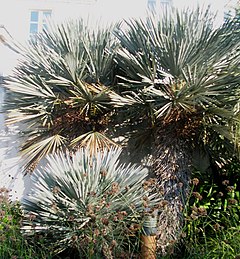 Description de l'image Trithrinax campestris.jpg.