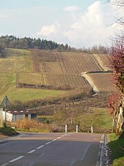 Vignoble coulangeois.