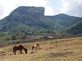 Timor-Ponys im Bergland von Viqueque