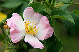 Hundorozo, Rosa canina