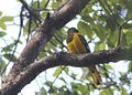 O. c. speculifer is endemic to Mount Gorongosa, Mozambique