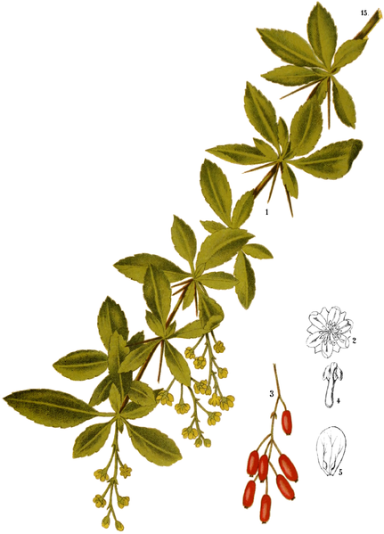 File:AMP-015 0095-Berberis vulgaris.png