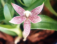 Prosthechea garciana