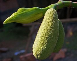 male inflorescence