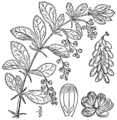 Berberis vulgaris from Britton & Brown's Illustrated Flora