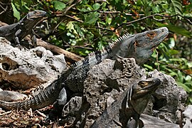 Ctenosaura similis (Black Spiny-tailed Iguana)