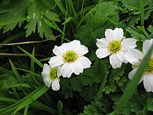 Callianthemum hondoencse