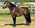 Un poney Connemara isabelle-louvet, c'est-à-dire avec l'extrémité des poils noircie.