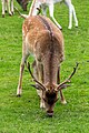 * Nomination Deer grazing at Dunham Massey Hall --Mike Peel 07:52, 14 October 2024 (UTC) * Promotion  Support Good quality. --ReneeWrites 08:01, 14 October 2024 (UTC)