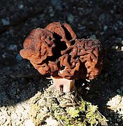 Gyromitra esculenta- The False Morel - Flickr - Dick Culbert.jpg