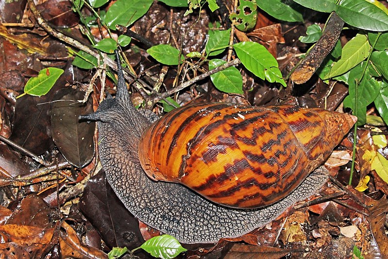 File:Giant tiger land snail (Achatina achatina).jpg