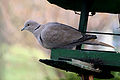 Streptopelia decaocto