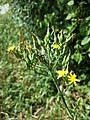 Inflorescence