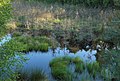 Wegluch Lieberoser Heide (a bog in Germany)