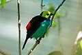 Paradise tanager