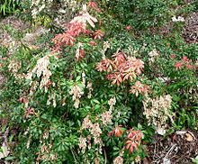 Pieris japonica 9.jpg