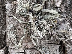 Ramalina fraxinea 125051930.jpg