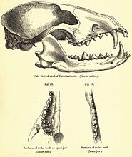 Schädel eines Kurzohrfuchses (St. George Mivart: A monograph of the canidae. 1890)