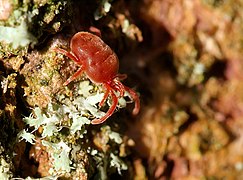 Trombidium holosericeum.